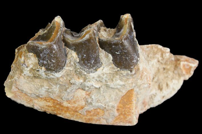 Fossil Running Rhino (Hyracodon) Jaw Section - South Dakota #140946